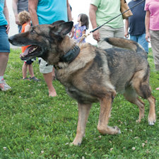 While mourning loss of K-9, Findlay looks to future 
